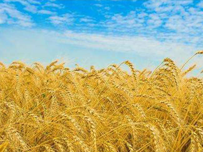 天然農產品進出口資質、流程、注意事項及稅率？